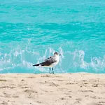 Solymar Condos On The Beach